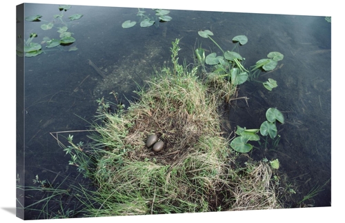 Global Gallery GCS-451880-2436-142 24 x 36 in. Common Loon Nest with E