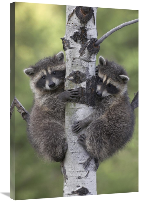 Global Gallery GCS-396251-2436-142 24 x 36 in. Raccoon Two Babies Clim