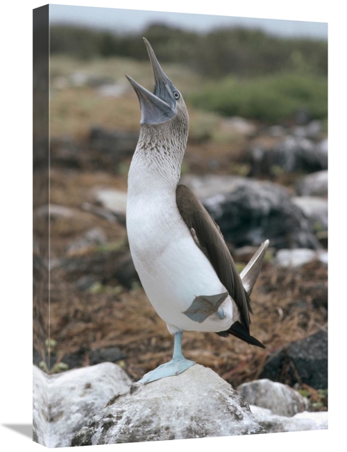 Global Gallery GCS-451095-1624-142 16 x 24 in. Blue-Footed Booby Court