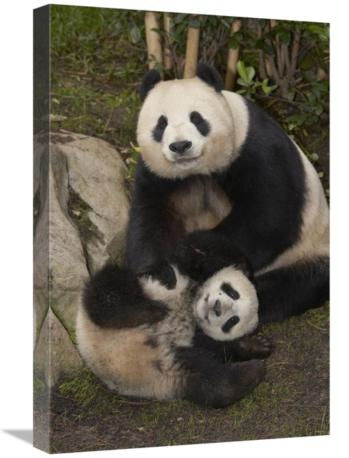 Global Gallery GCS-450876-1624-142 16 x 24 in. Giant Panda Mother & Ba