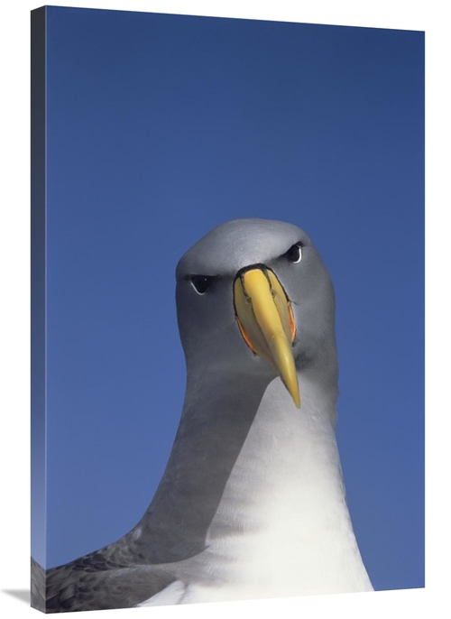 Global Gallery GCS-451777-2436-142 24 x 36 in. Chatham Albatross Portr