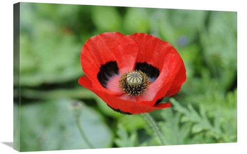 Global Gallery GCS-398337-2030-142 20 x 30 in. Ladybird Poppy Flowers 