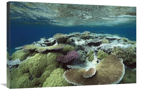 Global Gallery GCS-451022-2436-142 24 x 36 in. Great Barrier Reef Near