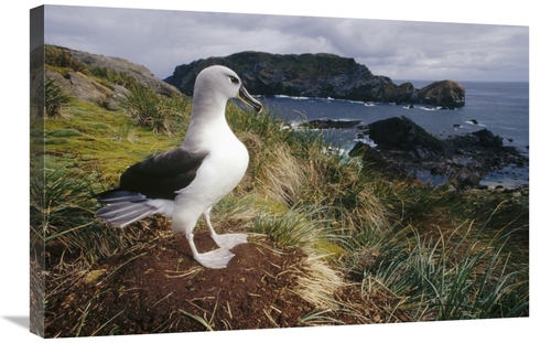 Global Gallery GCS-451301-2030-142 20 x 30 in. Grey-Headed Albatross A