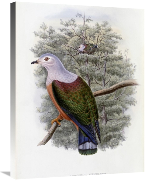 Global Gallery GCS-277758-30-142 30 in. Finschs Fruit-Pigeon Art Print