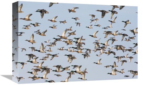 Global Gallery GCS-452604-1218-142 12 x 18 in. Mallard Flock Flying&#4