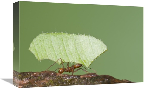 Global Gallery GCS-397306-1218-142 12 x 18 in. Leafcutter Ant Carrying