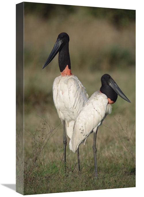 Global Gallery GCS-451476-22-142 22 in. Jabiru Stork Pair Courting&#44