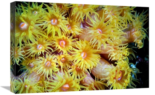 Global Gallery GCS-398219-1624-142 16 x 24 in. Orange Cup Coral, R