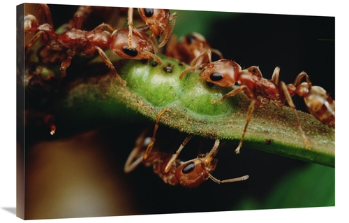 Global Gallery GCS-451015-2436-142 24 x 36 in. Anta Drink Nectar From 