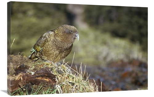 Global Gallery GCS-451065-2436-142 24 x 36 in. Kea Portrait, Arthu