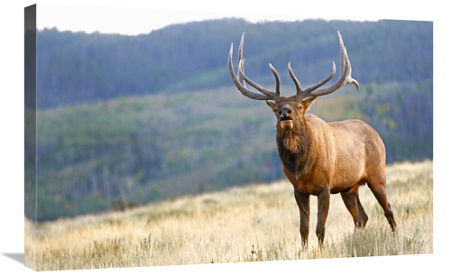 Global Gallery GCS-486448-30-142 30 in. Bull Elk Calling Art Print - V