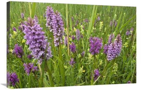 Global Gallery GCS-398317-2436-142 24 x 36 in. Broad-Leaved Marsh Orch