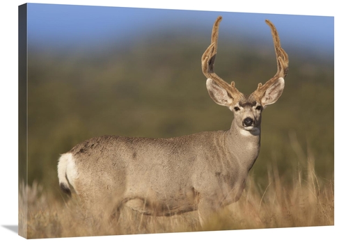 Global Gallery GCS-452178-2432-142 24 x 32 in. Mule Deer Male in Dry G