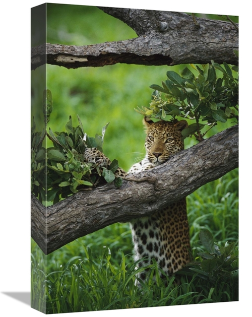 Global Gallery GCS-452976-1218-142 12 x 18 in. Leopard Female, Sce
