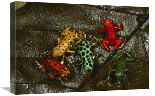 Global Gallery GCS-450776-1624-142 16 x 24 in. Strawberry Poison Dart 