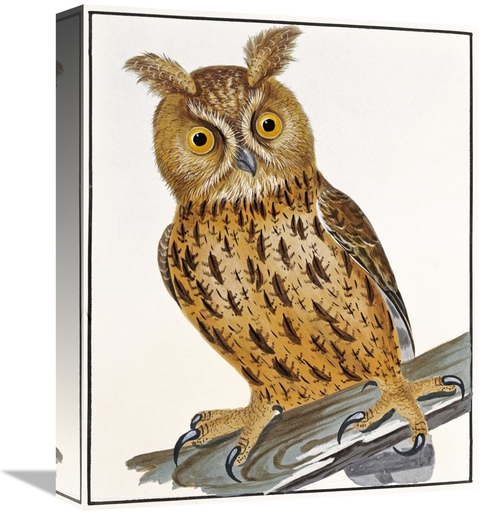 Global Gallery GCS-268247-16-142 16 in. Owl Art Print - William Lewin