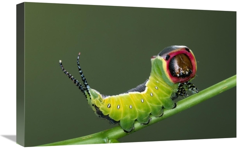 Global Gallery GCS-395291-1624-142 16 x 24 in. Puss Moth on Stem, 
