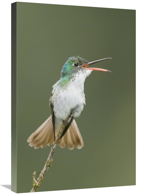 Global Gallery GCS-397321-2030-142 20 x 30 in. Andean Emerald Hummingb