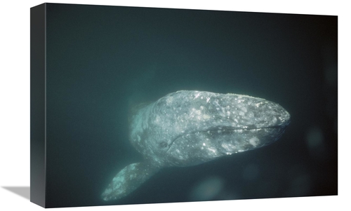 Global Gallery GCS-451696-1218-142 12 x 18 in. Gray Whale Curious Adul