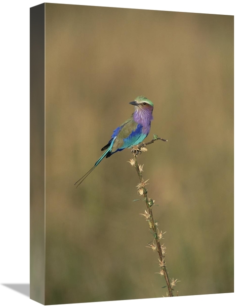 Global Gallery GCS-452367-1218-142 12 x 18 in. Lilac-Breasted Roller P