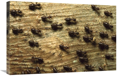 Global Gallery GCS-452370-2030-142 20 x 30 in. Termite Group on Wood w