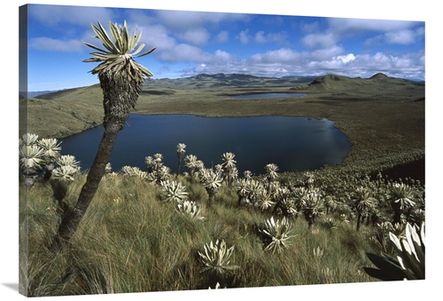 40 in. Frailejones Growing in Paramo Del Angel, Northern Andes&#44