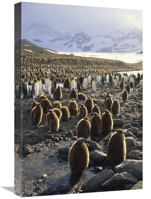 Global Gallery GCS-451114-1624-142 16 x 24 in. King Penguin Colony Alo