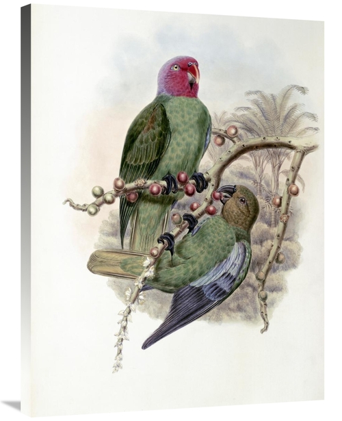 Global Gallery GCS-277793-36-142 36 in. Tenimber Parrot Art Print - Jo