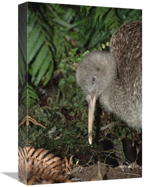 Global Gallery GCS-451212-1218-142 12 x 18 in. Great Spotted Kiwi Male