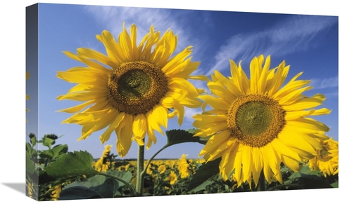 Global Gallery GCS-453609-22-142 22 in. Common Sunflower Field, Eu