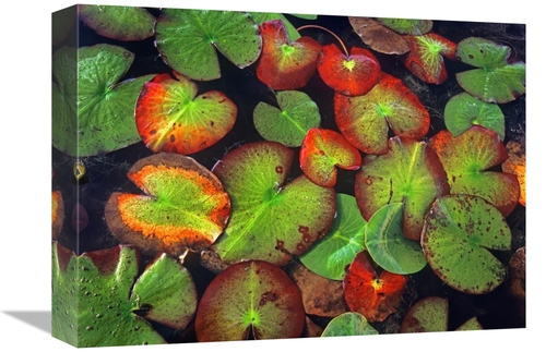 Global Gallery GCS-396279-1216-142 12 x 16 in. Yellow Pond Lily Close 