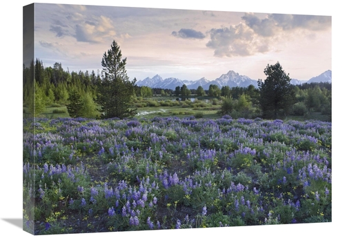 Global Gallery GCS-452244-1824-142 18 x 24 in. Lupine Meadow, Gran