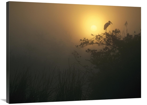 Global Gallery GCS-396589-3040-142 30 x 40 in. Wood Stork Perched in T