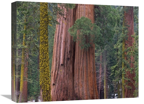 Global Gallery GCS-395995-1620-142 16 x 20 in. Giant Sequoia Trees,