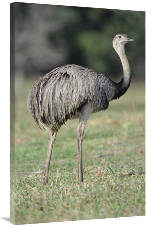 Global Gallery GCS-451478-40-142 40 in. Greater Rhea Grazing in Savann