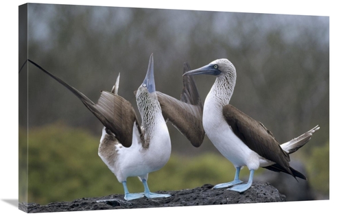 Global Gallery GCS-451381-2030-142 20 x 30 in. Blue-Footed Booby Pair 