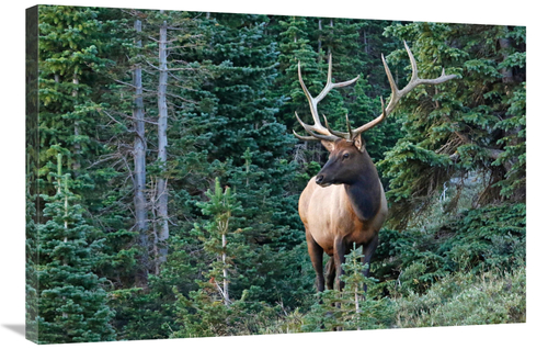 Global Gallery GCS-486474-36-142 36 in. The Forest Dweller Art Print -