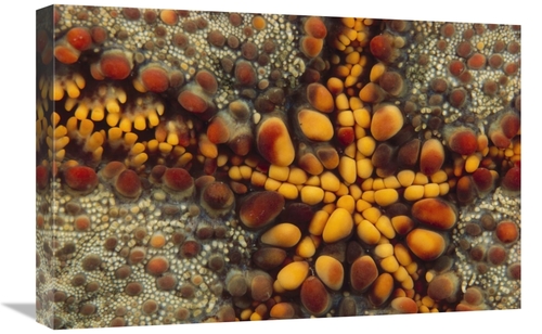 Global Gallery GCS-395283-1624-142 16 x 24 in. Starfish Mouth, Kim