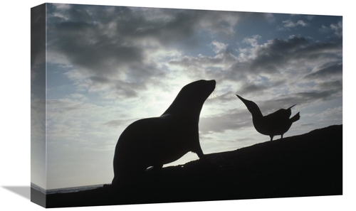 Global Gallery GCS-451266-1218-142 12 x 18 in. Galapagos Fur Seal Pup 
