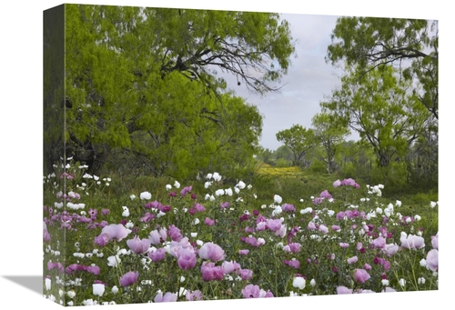 Global Gallery GCS-396326-1216-142 12 x 16 in. Long Pricklyhead Poppy 