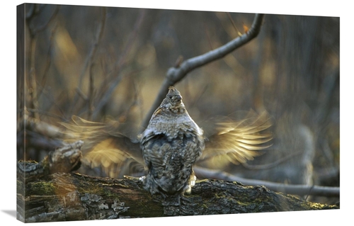 Global Gallery GCS-451922-2436-142 24 x 36 in. Ruffed Grouse Male Drum