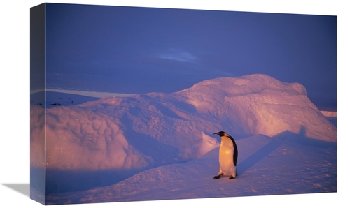 12 x 18 in. Emperor Penguins Tobogganing to Rookery, Edward VIii G