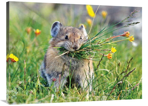 Global Gallery GCS-486599-40-142 40 in. Pika Art Print - Vic Schendel