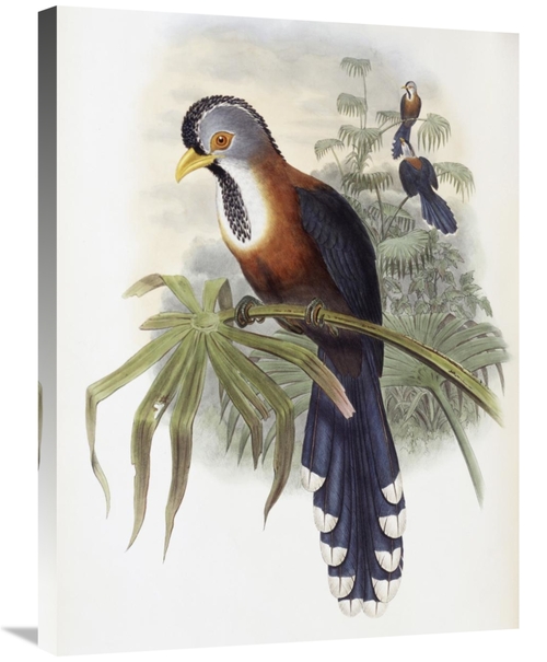 Global Gallery GCS-277755-30-142 30 in. Curled-Crested Cuckoo Art Prin