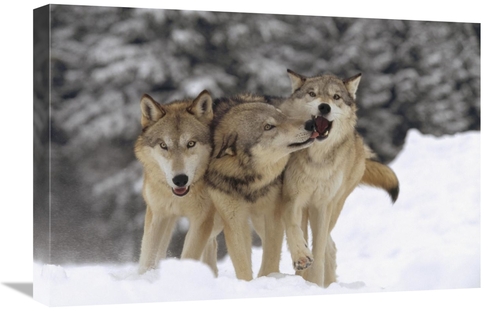 16 x 24 in. Timber Wolf Trio Playing in Snow, Montana Art Print - 