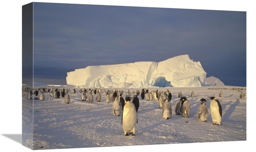 Global Gallery GCS-451181-1218-142 12 x 18 in. Emperor Penguin Large R
