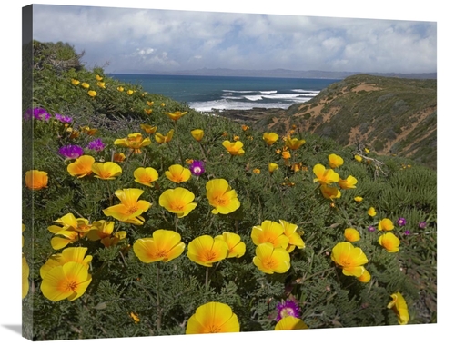 Global Gallery GCS-396591-2835-142 28 x 35 in. California Poppy Field&