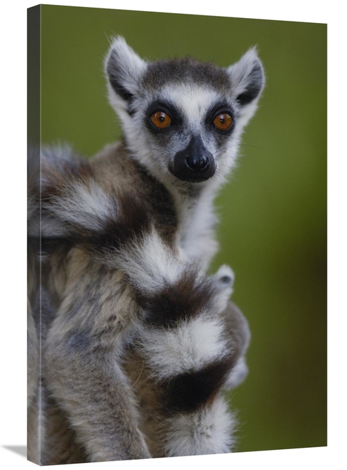 Global Gallery GCS-453237-2030-142 20 x 30 in. Ring-Tailed Lemur Portr