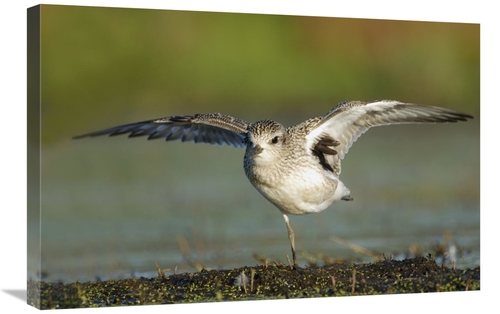 Global Gallery GCS-397609-2030-142 20 x 30 in. Black-Bellied Plover Sp